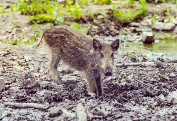 Junges Wildschwein im Wildgatter Heissiwald