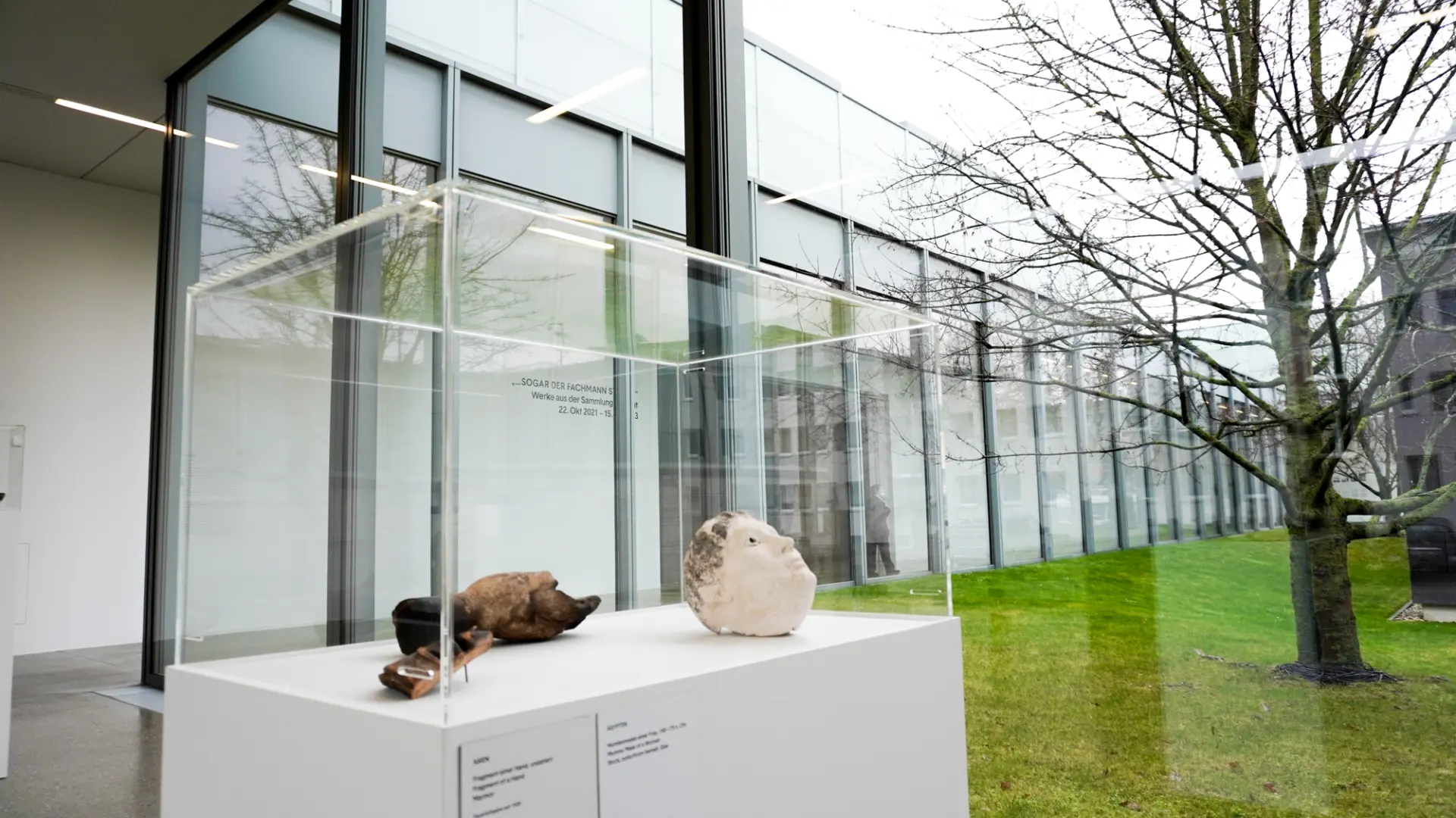 Vitrinen mit archäologischen Fundstücken vor moderner Glasarchitektur und kahlem Baum im Museum.
