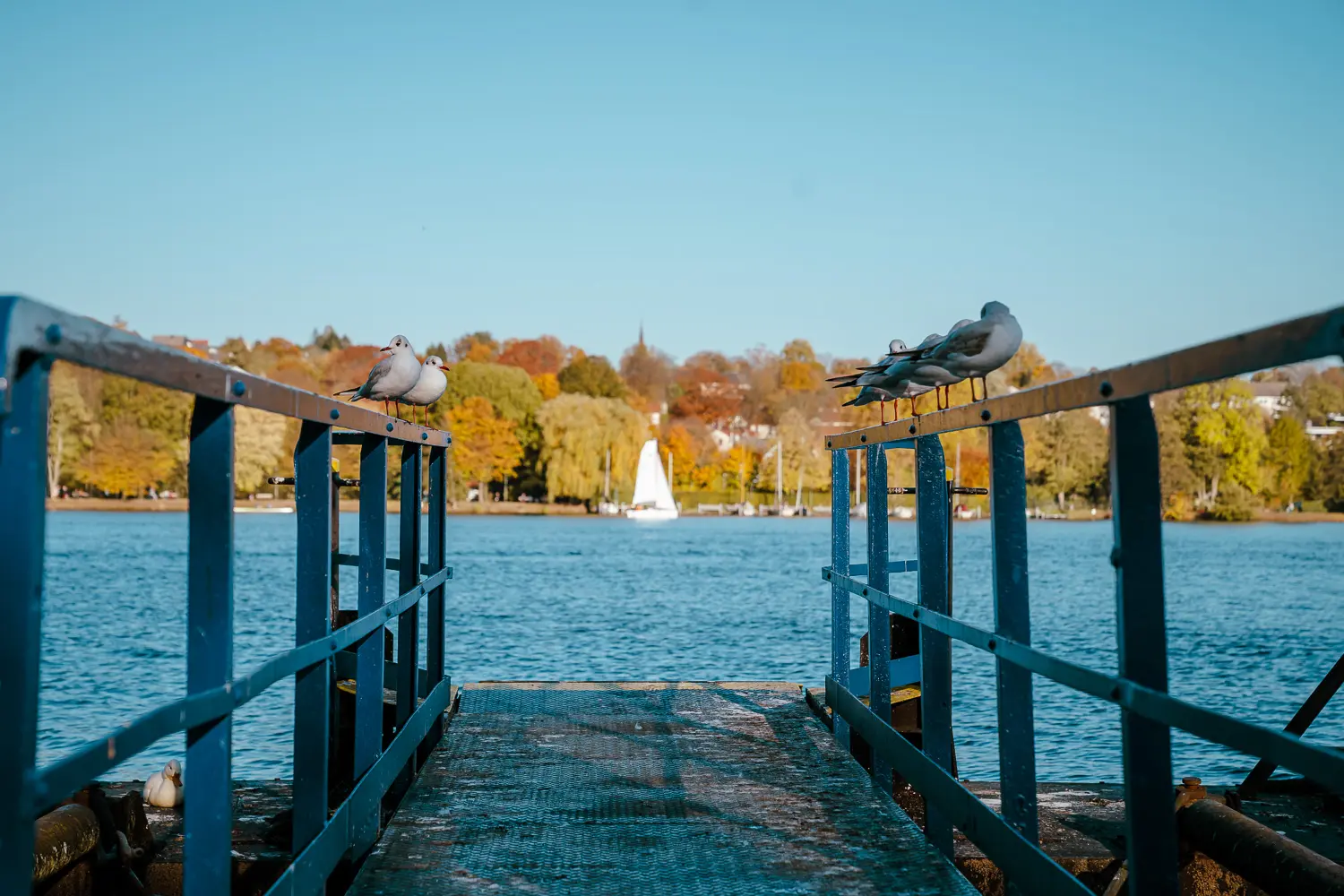 Blick über einen Steg auf einen See mit Segelboot, flankiert von Möwen und buntem Herbstlaub.