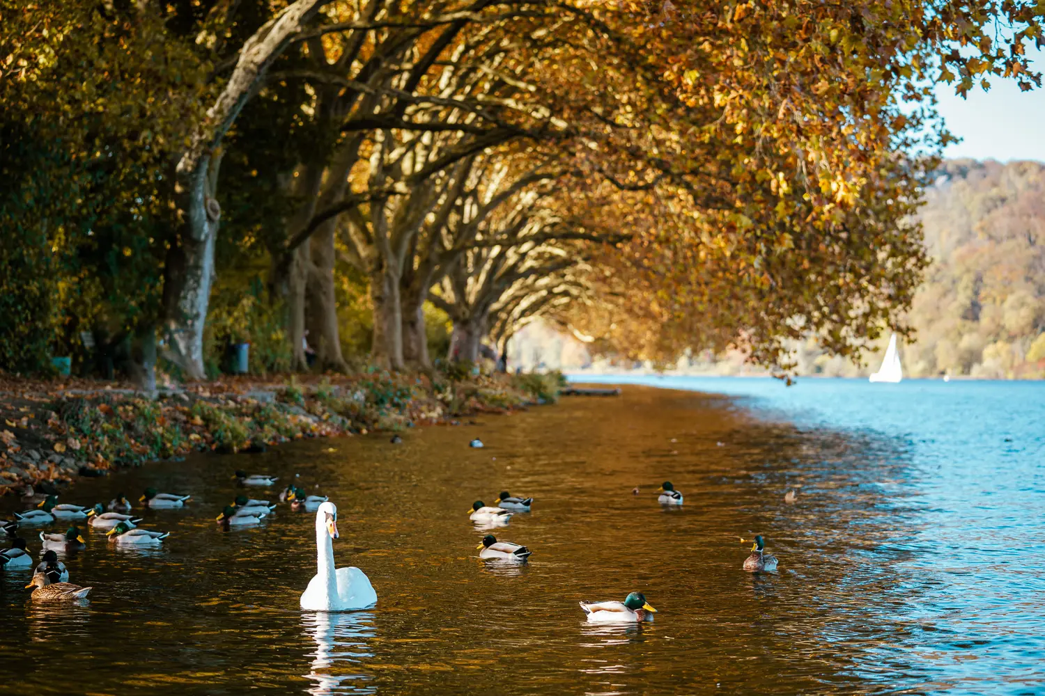 Herbstlicher Fluss mit Schwänen und Enten, von Bäumen gesäumt, im Sonnenlicht glitzernd.